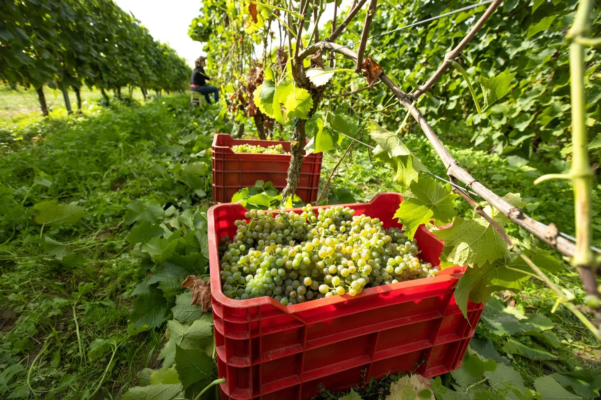 Winobranie w Winnicy Dolina Samy