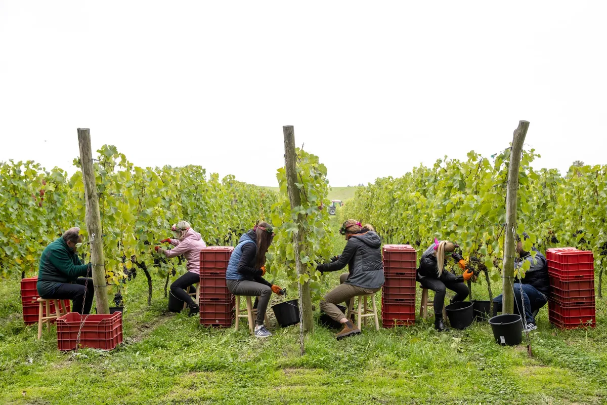 Zbiory winogron w winnicy Dolina Samy